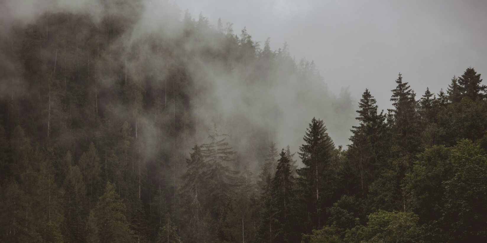 The Reputational Risks of Greenwashing